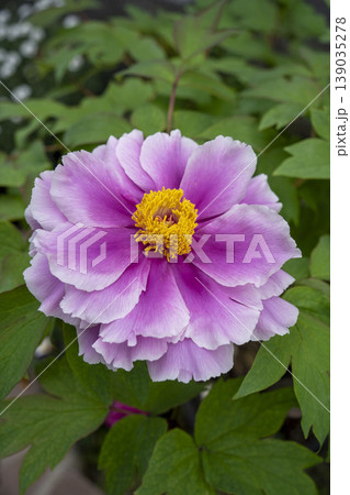 ピンク色の牡丹の花　島の藤 139035278