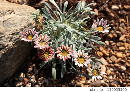 Gazania flowers growing near a rock Gazania flowers growing near a rock 139035300