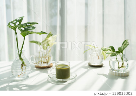 Matcha in a glass cup and lush green plants under sunlight through curtain, minimal white cozy atmosphere Matcha in a glass cup and lush green plants under sunlight through curtain, minimal white cozy atmosphere 139035302