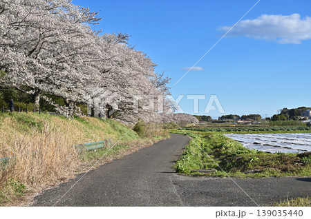 見沼田圃：加田屋新田 139035440
