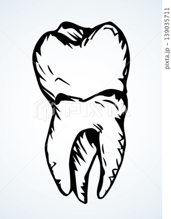 The layout of tooth. Vector drawing The layout of tooth. Vector drawing 139035711