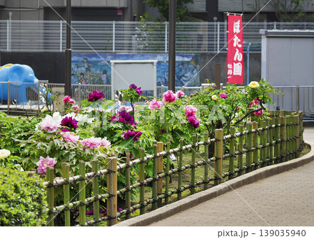 古石場川親水公園の牡丹園・江東区 古石場川親水公園の牡丹園・江東区 139035940