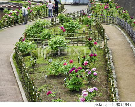 古石場川親水公園の牡丹園・江東区 古石場川親水公園の牡丹園・江東区 139035945