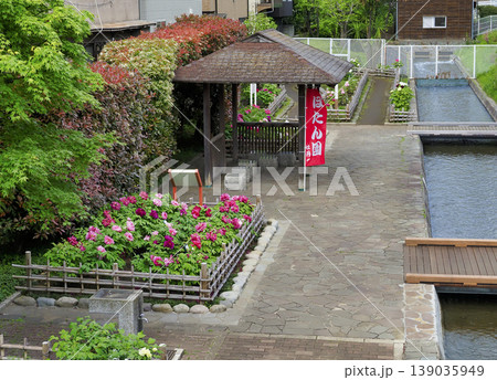古石場川親水公園の牡丹園・江東区 古石場川親水公園の牡丹園・江東区 139035949