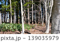 雑木林（青森県青森市） 139035979