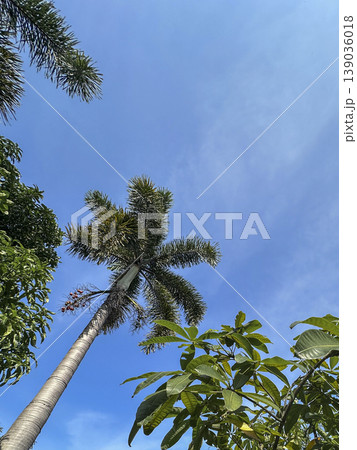 palm trees against blue sky, Foxtail palm tree in the wind with blue sky background 139036018