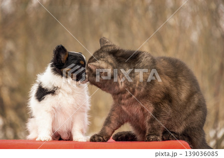 Fluffy cat sniffing and kissing small papillon puppy nose 139036085
