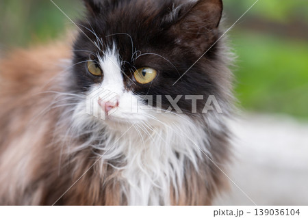 photo of a cat outside photo of a cat outside 139036104