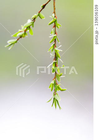 photo of willow branches in early spring photo of willow branches in early spring 139036109