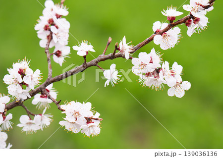 photo of a branch with cherry blossoms in spring photo of a branch with cherry blossoms in spring 139036136