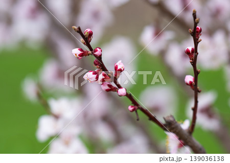 photo of a branch with cherry blossoms in spring photo of a branch with cherry blossoms in spring 139036138