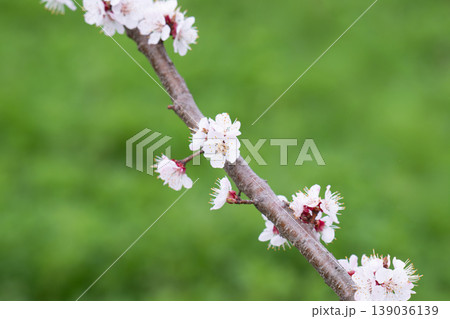 photo of a branch with cherry blossoms in spring 139036139