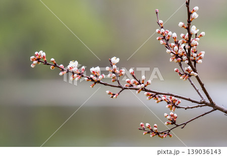 photo of a branch with cherry blossoms in spring 139036143
