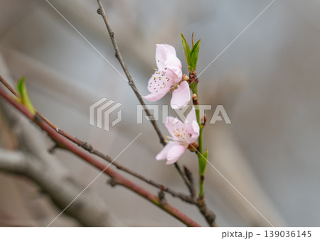 photo of a branch with cherry blossoms in spring 139036145