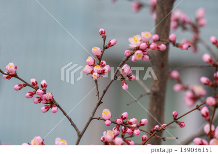 photo of a branch with cherry blossoms in spring 139036151