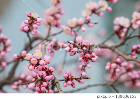 photo of a branch with cherry blossoms in spring photo of a branch with cherry blossoms in spring 139036155