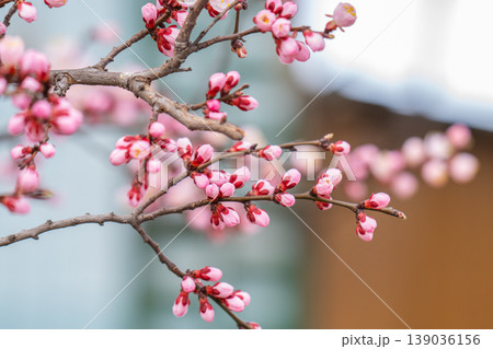 photo of a branch with cherry blossoms in spring photo of a branch with cherry blossoms in spring 139036156