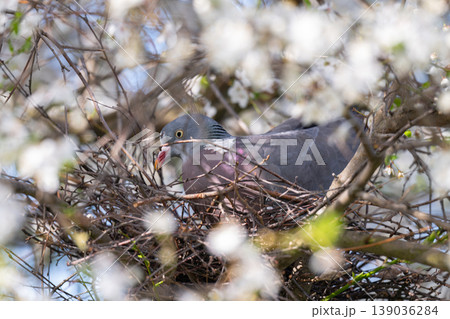 A photo of a large pigeon on a nest in a flowering tree 139036284