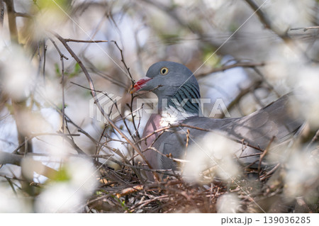 A photo of a large pigeon on a nest in a flowering tree A photo of a large pigeon on a nest in a flowering tree 139036285