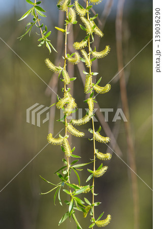 Willow tree in spring Willow tree in spring 139036290