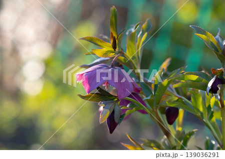 Helleborus orientalis Helleborus orientalis 139036291