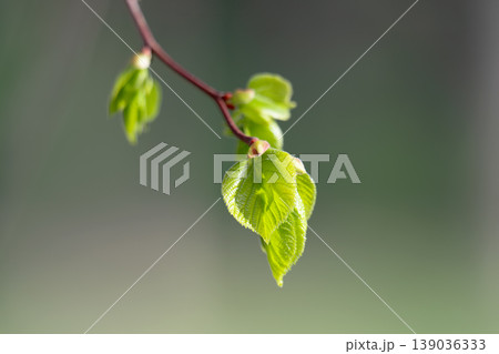 A close-up photo of blossoming buds A close-up photo of blossoming buds 139036333