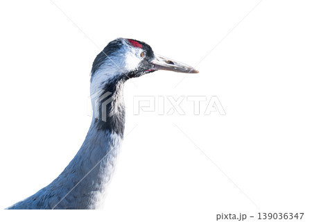 A photo of a grey heron isolated 139036347