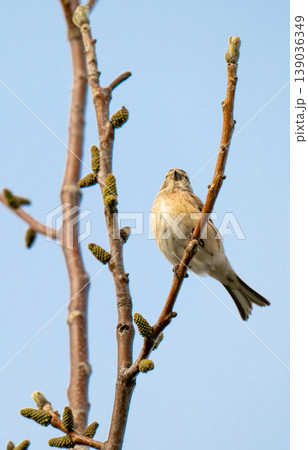 A close-up photo of a bunting A close-up photo of a bunting 139036349