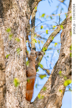 A photo of a squirrel in a tree A photo of a squirrel in a tree 139036364