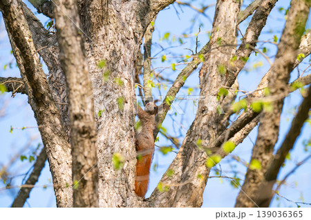 A photo of a squirrel in a tree A photo of a squirrel in a tree 139036365