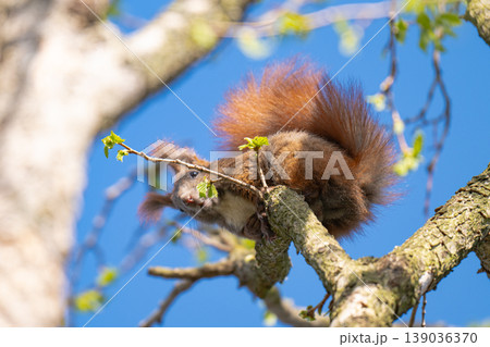 A photo of a squirrel in a tree A photo of a squirrel in a tree 139036370
