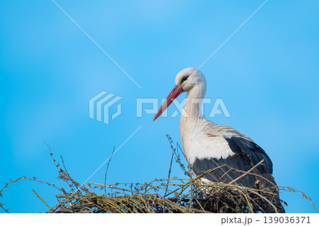 photo of storks in a nest in spring 139036371
