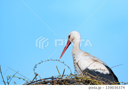 photo of storks in a nest in spring photo of storks in a nest in spring 139036374