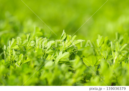 Young Alfalfa Plants in Spring: A Macro Photography Exploration of Lush Green Stems and Leaves in a Vibrant Field of Fresh Lucerne Grass 139036379