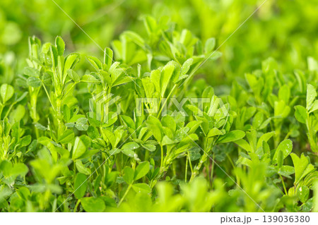 Young Alfalfa Plants in Spring: A Macro Photography Exploration of Lush Green Stems and Leaves in a Vibrant Field of Fresh Lucerne Grass 139036380