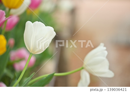 チューリップ畑に咲く 満開の春の花 チューリップ畑に咲く 満開の春の花 139036421