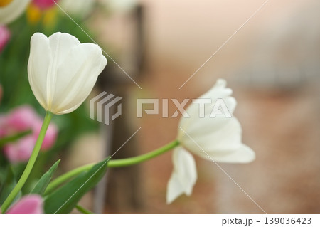 チューリップ畑に咲く　満開の春の花 139036423