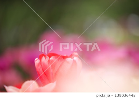 チューリップ畑に咲く 満開の春の花 チューリップ畑に咲く 満開の春の花 139036448