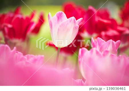 チューリップ畑に咲く 満開の春の花 チューリップ畑に咲く 満開の春の花 139036461