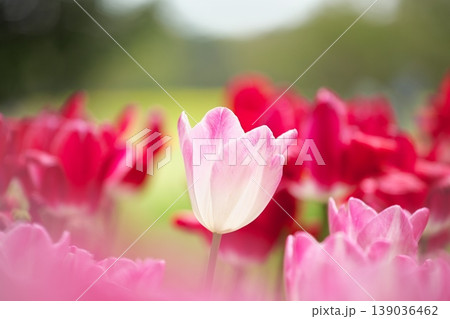 チューリップ畑に咲く 満開の春の花 チューリップ畑に咲く 満開の春の花 139036462