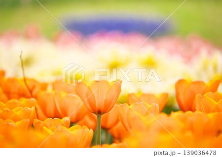 チューリップ畑に咲く 満開の春の花 チューリップ畑に咲く 満開の春の花 139036478