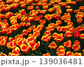 チューリップ畑に咲く　満開の春の花 139036481