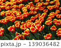 チューリップ畑に咲く　満開の春の花 139036482