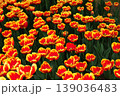 チューリップ畑に咲く　満開の春の花 139036483