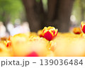 チューリップ畑に咲く　満開の春の花 139036484