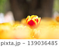 チューリップ畑に咲く　満開の春の花 139036485