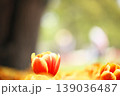 チューリップ畑に咲く　満開の春の花 139036487