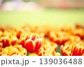 チューリップ畑に咲く　満開の春の花 139036488