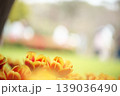 チューリップ畑に咲く　満開の春の花 139036490