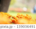 チューリップ畑に咲く　満開の春の花 139036491